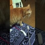 リブレ装着猫のトラ#猫糖尿病#茶トラ猫