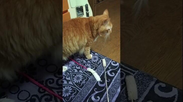 リブレ装着猫のトラ#猫糖尿病#茶トラ猫