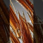 #顯微鏡 #放大你的視野 #甜點 #糖尿病