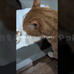 餌の台をあげたけどやっぱ吐く #元野良猫 #糖尿病網膜症 #ねこのいる生活