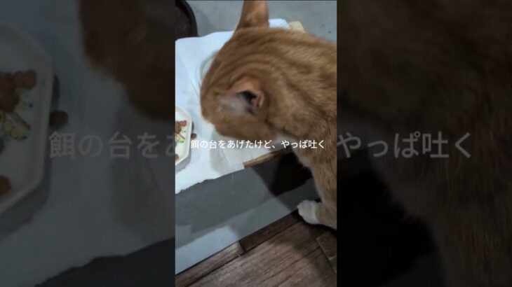 餌の台をあげたけどやっぱ吐く #元野良猫 #糖尿病網膜症 #ねこのいる生活