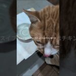 クリスマスイブなのでチュールはチキン味です #元野良猫 #糖尿病網膜症 #猫のいる暮らし