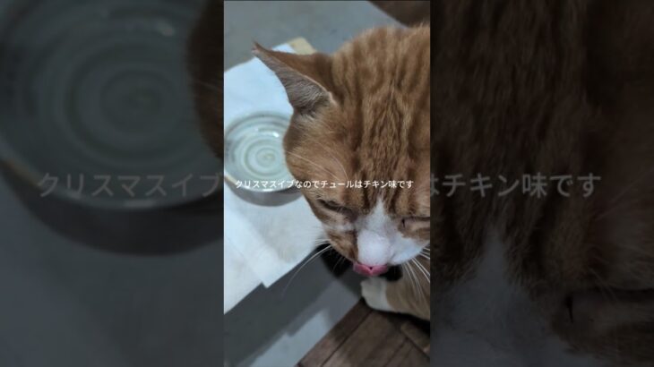 クリスマスイブなのでチュールはチキン味です #元野良猫 #糖尿病網膜症 #猫のいる暮らし