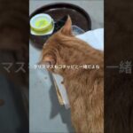 クリスマスもコチャピと一緒だよね～ #元野良猫 #糖尿病網膜症 #猫のいる暮らし