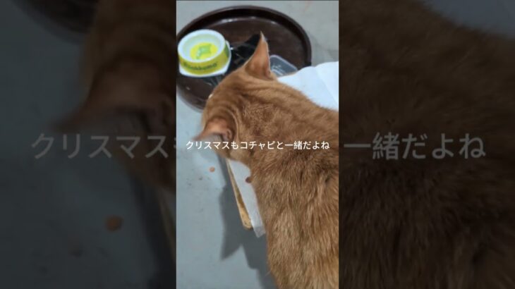 クリスマスもコチャピと一緒だよね～ #元野良猫 #糖尿病網膜症 #猫のいる暮らし