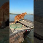 糖尿病猫咪如何照顾 #记录猫咪日常