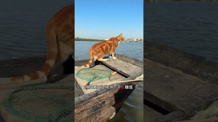 糖尿病猫咪如何照顾 #记录猫咪日常