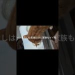 一人暮らしは気楽だけど家族もイイね #元野良猫 #糖尿病網膜症 #猫のいる暮らし