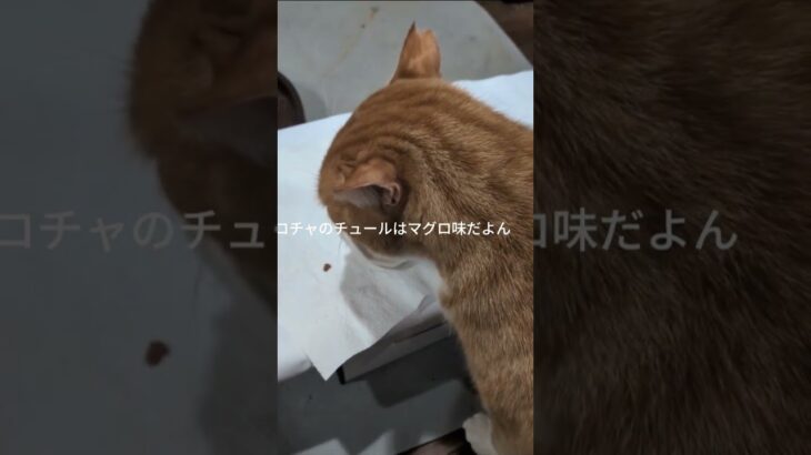 コチャピのチュールはマグロ味だよん #元野良猫 #糖尿病網膜症 #猫のいる暮らし