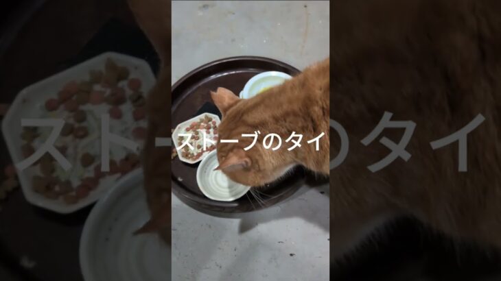 のタイマーがダメでしょ #元野良猫 #糖尿病網膜症 #猫のいる暮らし 今朝は寒かった。ストーブ