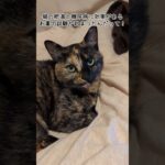 猫の糖尿病・肥満を防ぐ最新薬が治験開始。期待大！ #猫の糖尿病 #猫の肥満 #最新医療 #猫の健康 #猫