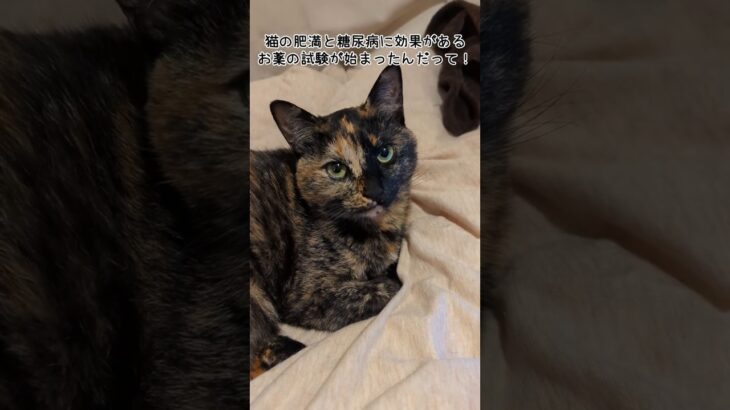 猫の糖尿病・肥満を防ぐ最新薬が治験開始。期待大！ #猫の糖尿病 #猫の肥満 #最新医療 #猫の健康 #猫