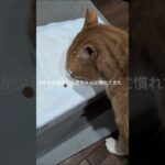 コチャピが少しお兄ちゃんに慣れてきた #元野良猫 #糖尿病網膜症 #猫のいる暮らし