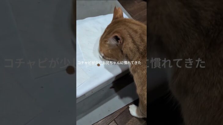 コチャピが少しお兄ちゃんに慣れてきた #元野良猫 #糖尿病網膜症 #猫のいる暮らし