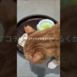 ますますまあるくかわいいコチャピ #元野良猫 #糖尿病網膜症 #猫のいる暮らし