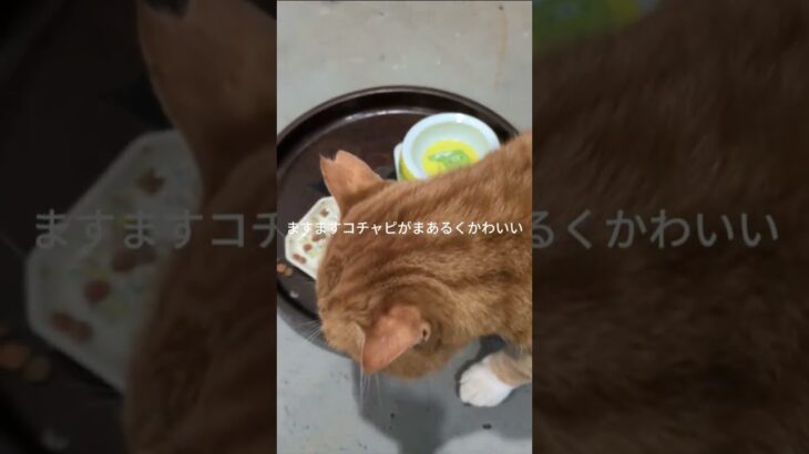 ますますまあるくかわいいコチャピ #元野良猫 #糖尿病網膜症 #猫のいる暮らし
