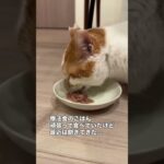 🐾ご報告🐾ぷっちょ君、糖尿病と診断されました。【これまでの経過】🗓️ 11 29 健康診断血糖値が少し高いかも？→ 一時的なのか、1か月後に再検査することに。🩺 12 4くしゃみ・鼻水