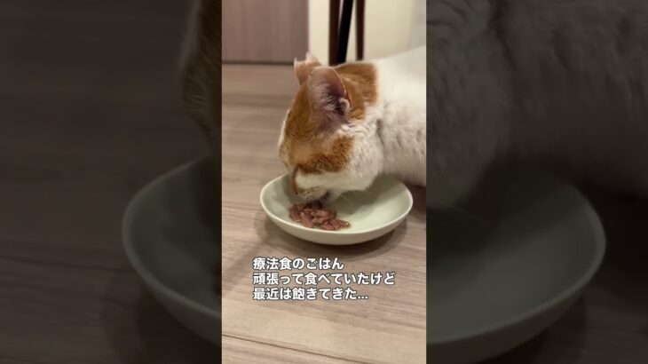 🐾ご報告🐾ぷっちょ君、糖尿病と診断されました。【これまでの経過】🗓️ 11 29 健康診断血糖値が少し高いかも？→ 一時的なのか、1か月後に再検査することに。🩺 12 4くしゃみ・鼻水