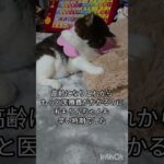 19歳猫りんちゃん当時15歳糖尿病治療の末寛解#19歳猫 #高齢猫 #天国の猫#cat c