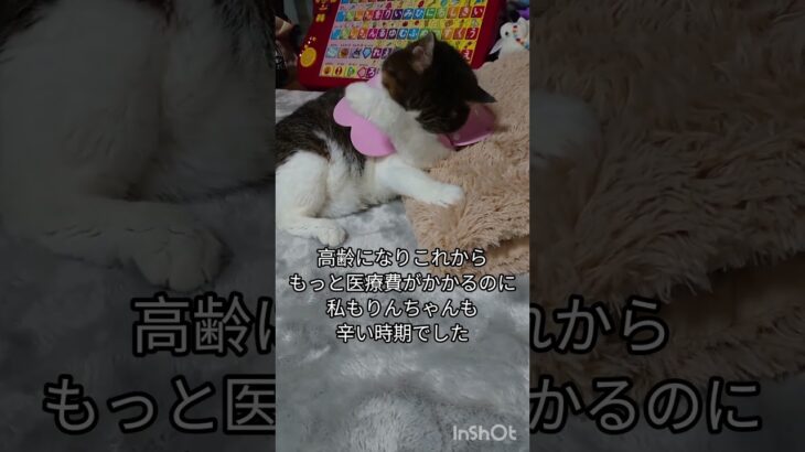 19歳猫りんちゃん当時15歳糖尿病治療の末寛解#19歳猫 #高齢猫 #天国の猫#cat c