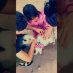 Chiang Mai dog、チェンマイ、ペット犬パスタ、糖尿病に負けるな、タイの犬事情#タイ田舎暮らし #chiangmailife #チェンマイ生活 #チェンマイ移住
