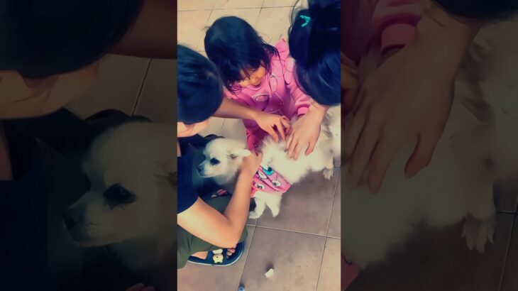 Chiang Mai dog、チェンマイ、ペット犬パスタ、糖尿病に負けるな、タイの犬事情#タイ田舎暮らし #chiangmailife #チェンマイ生活 #チェンマイ移住