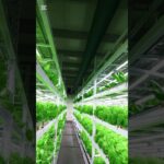 Commercial Hydroponic Lettuce Cultivation | NFT System Explained #hydroponicfarming #lettucegrow