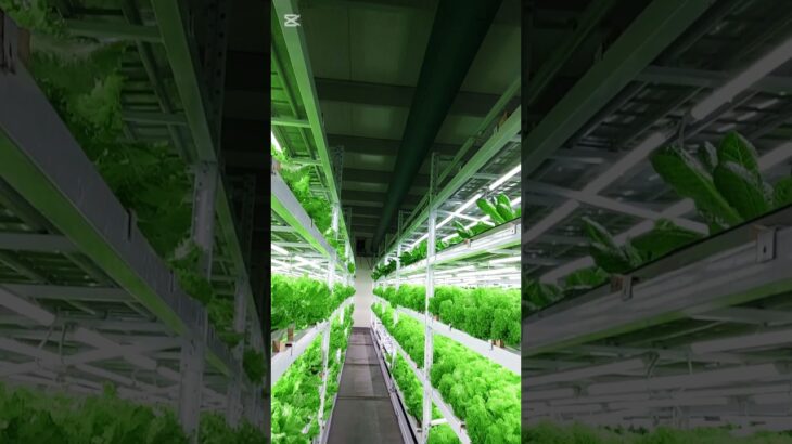Commercial Hydroponic Lettuce Cultivation | NFT System Explained #hydroponicfarming #lettucegrow