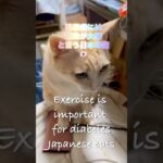 糖尿病には運動が大事と言う日本の猫🇯🇵🐈Exercise is important for diabetesJapanese cats #cat #保護猫