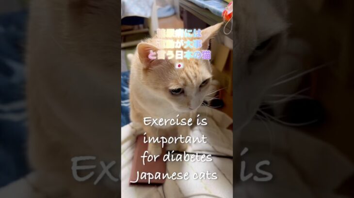 糖尿病には運動が大事と言う日本の猫🇯🇵🐈Exercise is important for diabetesJapanese cats #cat #保護猫