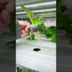 Growing Fresh Vegetables in a Controlled Environment：NFT Hydroponic Container Farm #hydroponics
