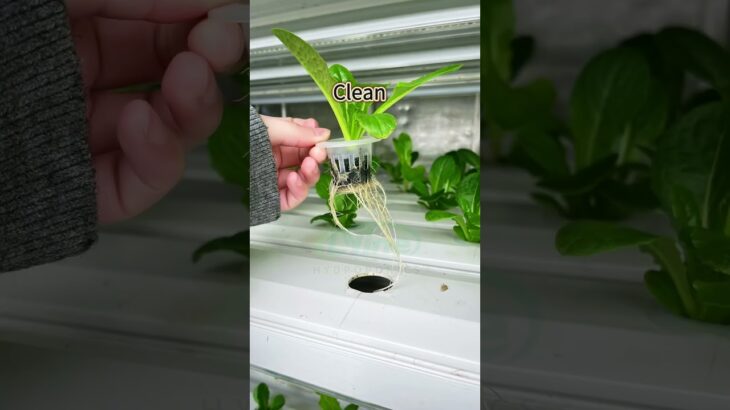 Growing Fresh Vegetables in a Controlled Environment：NFT Hydroponic Container Farm #hydroponics