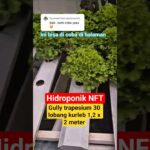 Hidroponik mini NFT Guly trapesium kurleb 1,2 Mtran #pertanian #hidroponik #nft #shorts  #yogyakarta