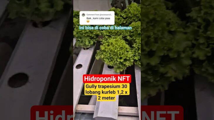 Hidroponik mini NFT Guly trapesium kurleb 1,2 Mtran #pertanian #hidroponik #nft #shorts  #yogyakarta