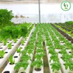 🌱Hydroponic NFT System UAE | Future of Sustainable Farming | 📞Call: +971 58 110 1177