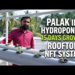 ಮನೆಯ ಮೇಲ್ಛಾವಣಿಯಲ್ಲಿ ಪಾಲಕ್ ಬೆಳೆ | Hydroponics NFT | Kannada | Food Media