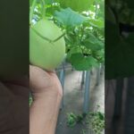 Inthanon 7Hari setelah polinasi #greenhouse #hidroponik #nft #pertanian #melon