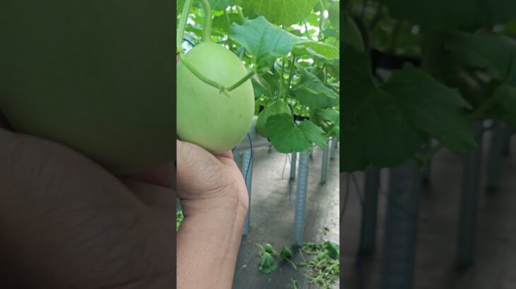 Inthanon 7Hari setelah polinasi #greenhouse #hidroponik #nft #pertanian #melon