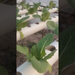 🚨Lechuga y Cilantro Hidropónico NFT: Crecimiento Real Que Sí Funciona💪