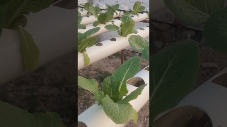 🚨Lechuga y Cilantro Hidropónico NFT: Crecimiento Real Que Sí Funciona💪