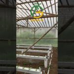 Melon hidroponik sistem NFT varietas Sweet Hami di dataran rendah. Jarak Tanam super nekat 25 cm.