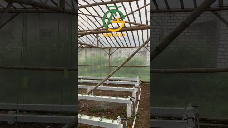 Melon hidroponik sistem NFT varietas Sweet Hami di dataran rendah. Jarak Tanam super nekat 25 cm.