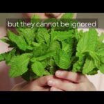 Mint Hydroponics NFT vs DWC