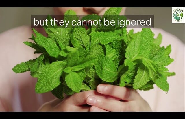 Mint Hydroponics NFT vs DWC