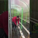 Mudah mana, NFT atau Fertigasi Tetes? #petani #hidroponik #Melon #berkebun #farming