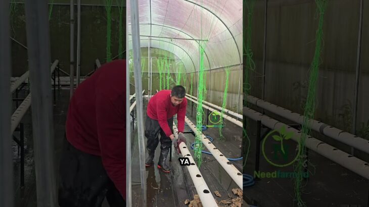 Mudah mana, NFT atau Fertigasi Tetes? #petani #hidroponik #Melon #berkebun #farming