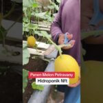 Panen Melon Petravany Hidroponik NFT#ABMixMelonGG #PertanianIndonesia #hydoponics
