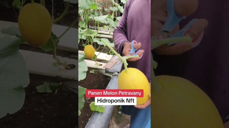 Panen Melon Petravany Hidroponik NFT#ABMixMelonGG #PertanianIndonesia #hydoponics