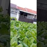 Penampakkan pakcoy hidroponik sistem NFT usia 31 hari setelah semai,🌱🥬