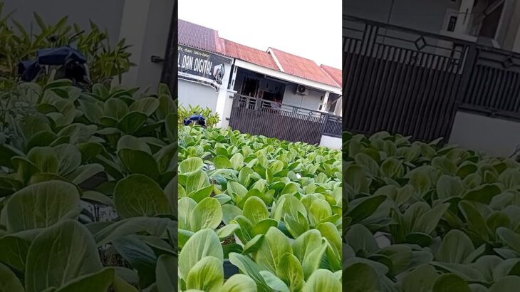 Penampakkan pakcoy hidroponik sistem NFT usia 31 hari setelah semai,🌱🥬